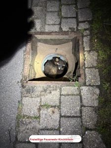 EIn Waschbär liegt in einem Kanalschacht