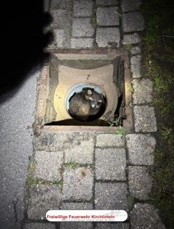 EIn Waschbär liegt in einem Kanalschacht